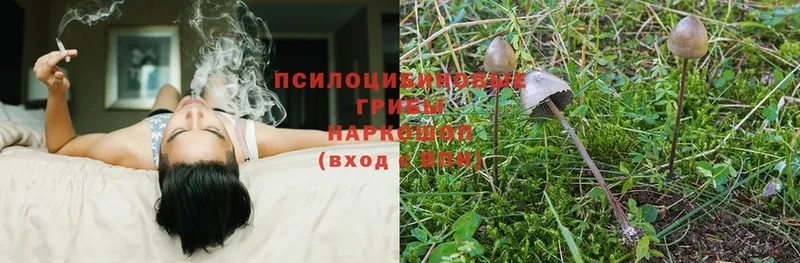 где продают наркотики  Волгоград  Галлюциногенные грибы Psilocybe 